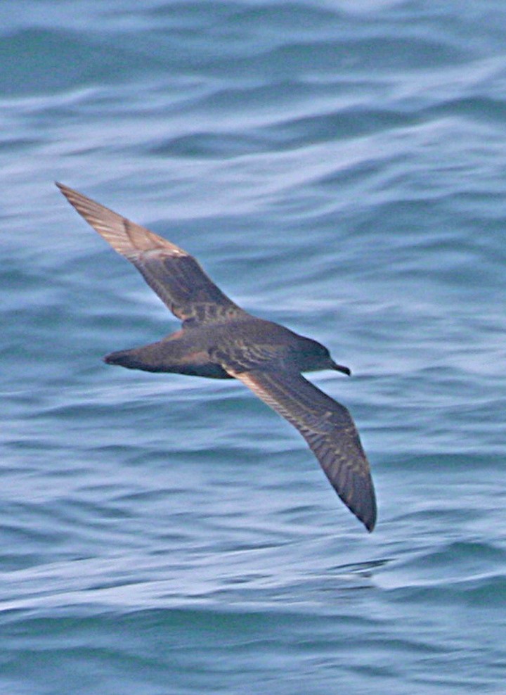 Sooty Shearwater - ML645940796