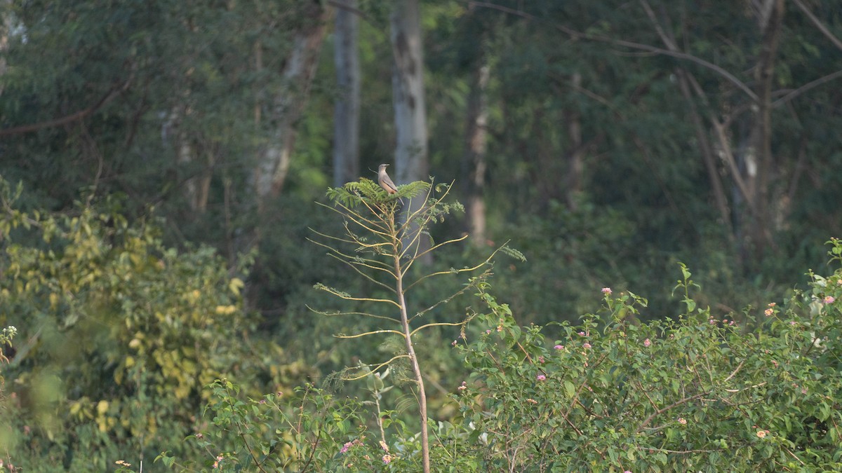 Chestnut-tailed Starling - ML645940797