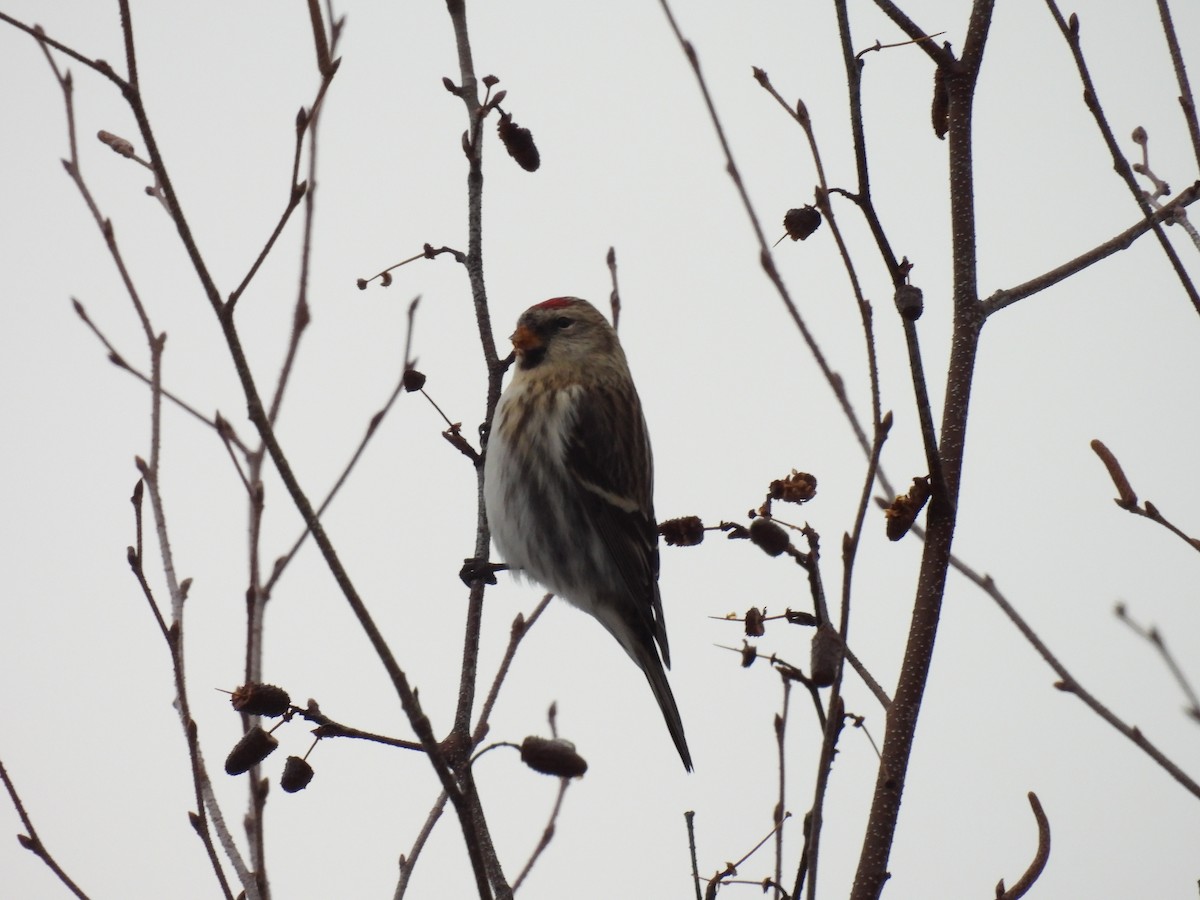 Redpoll - ML645940798