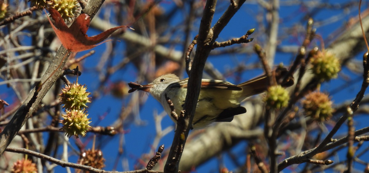 Gri Boğazlı Sinekkapan - ML645940799