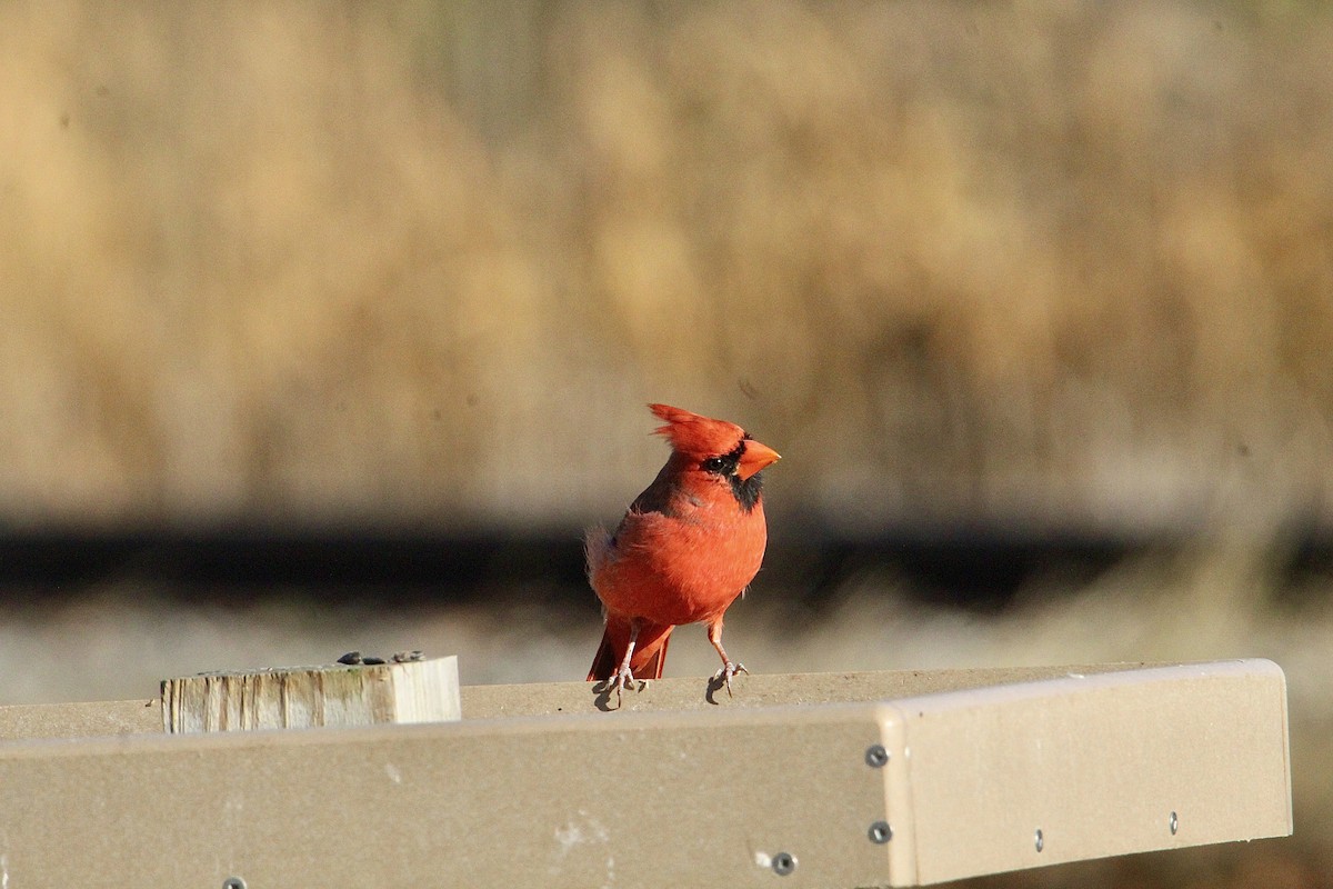 Northern Cardinal - ML645940801