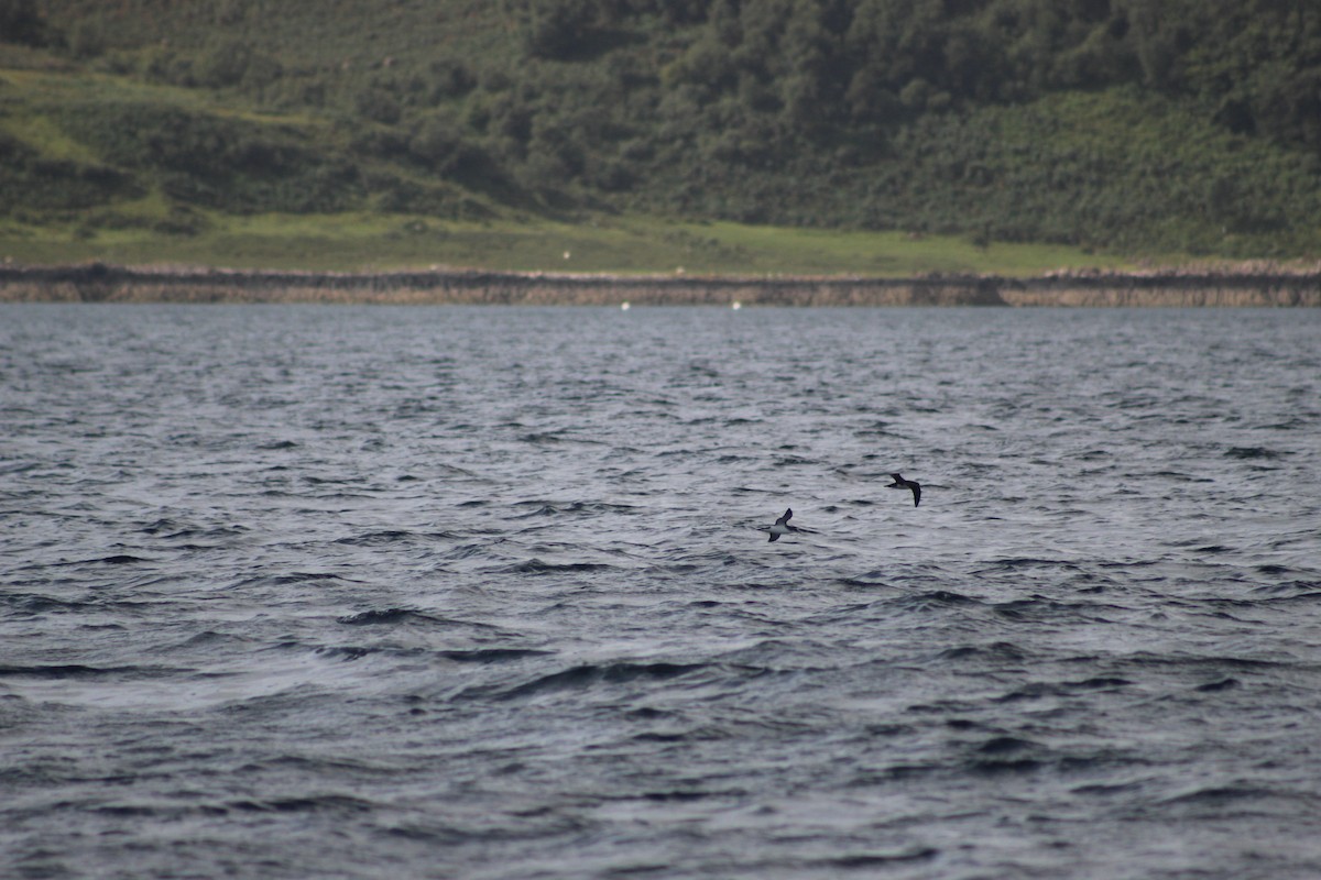 Gabai arrunta - ML645940802