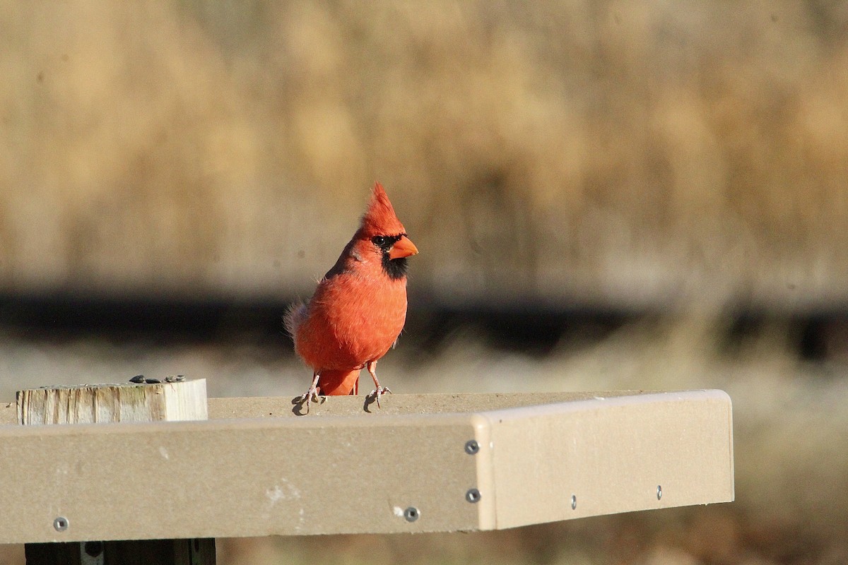 Northern Cardinal - ML645940803