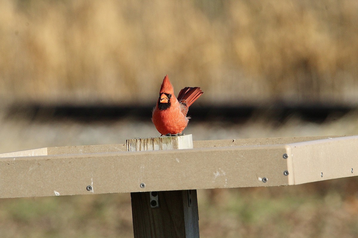 Northern Cardinal - ML645940804
