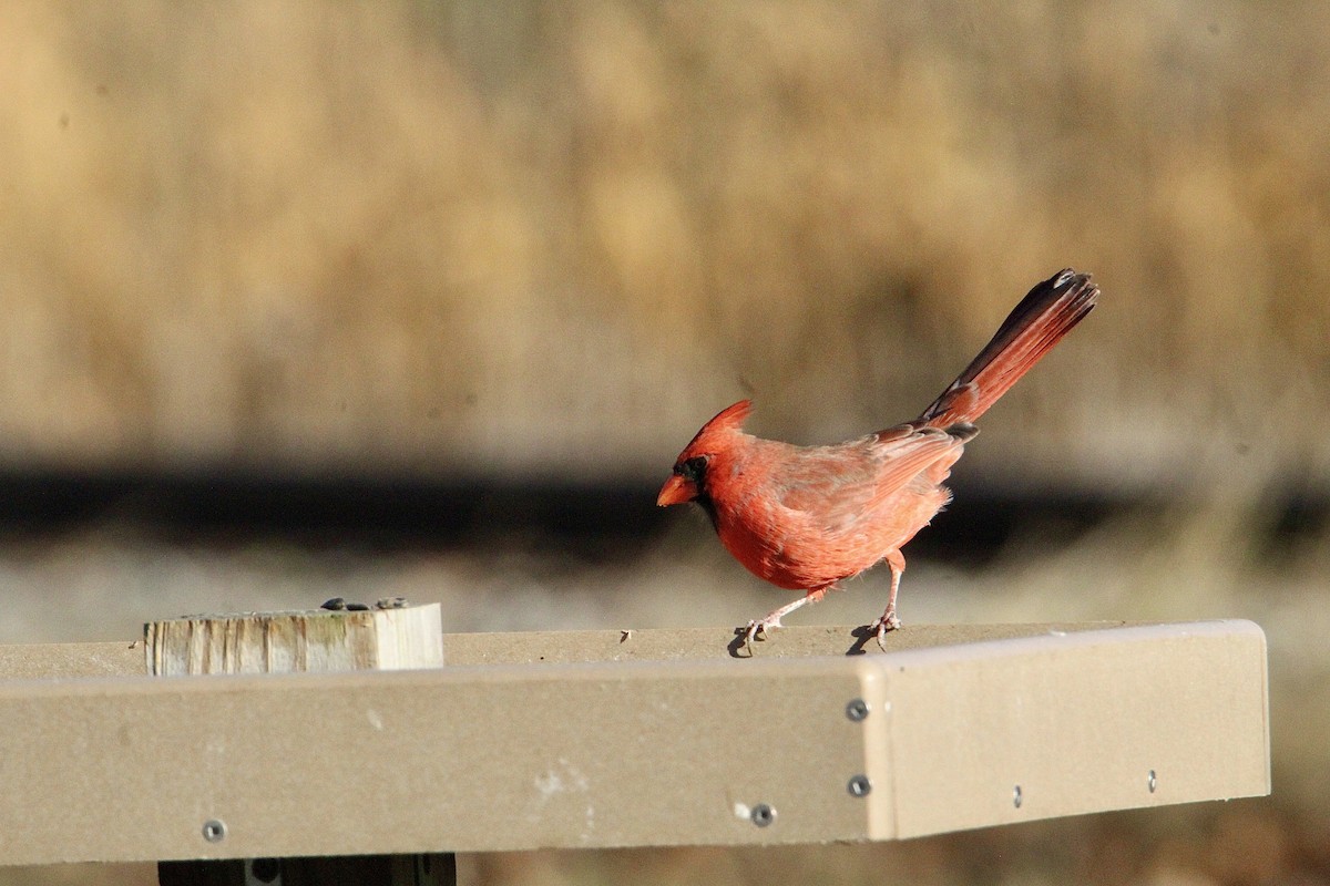 Northern Cardinal - ML645940805