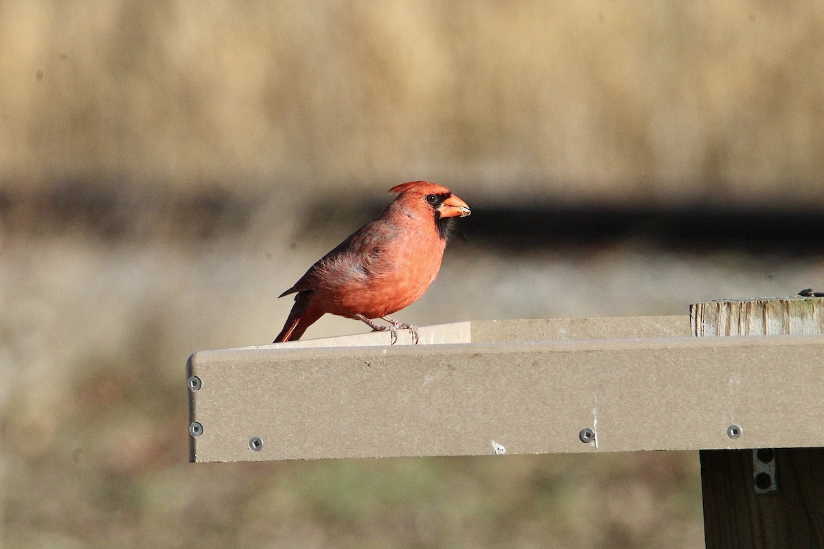 Northern Cardinal - ML645940806