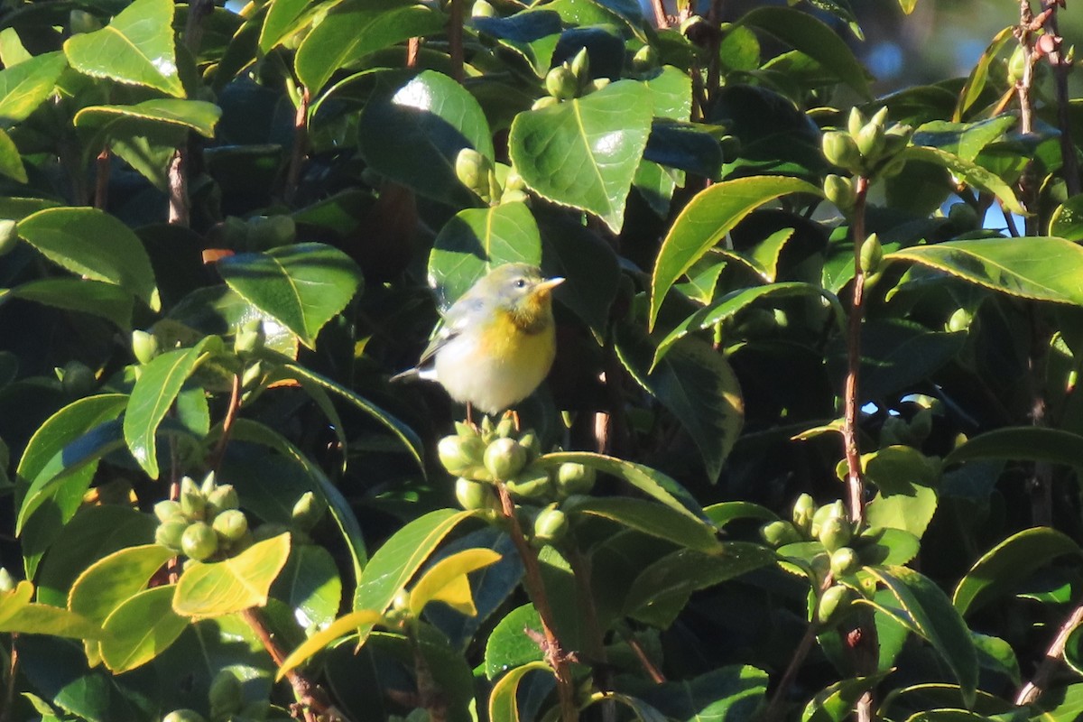 Paruline à collier - ML645940808