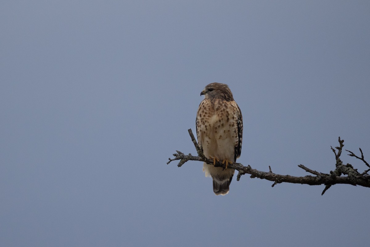 Red-shouldered Hawk - ML645940809