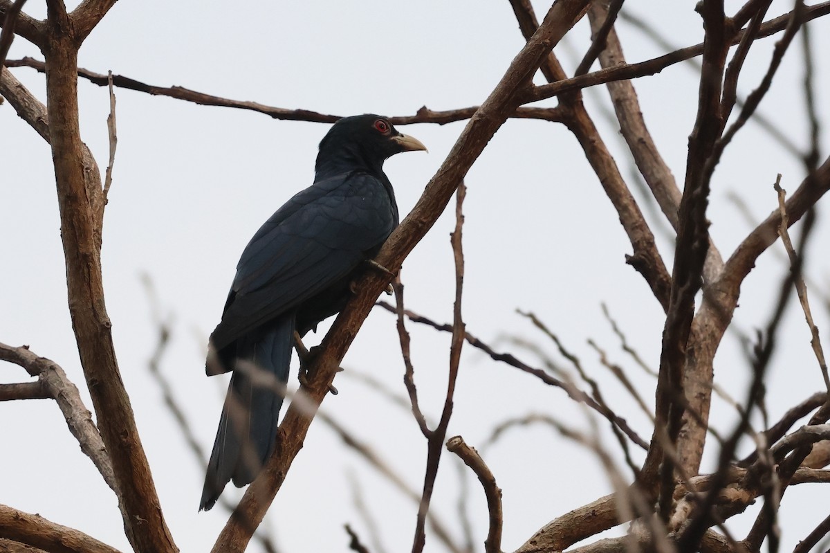 Asian Koel - ML645940812