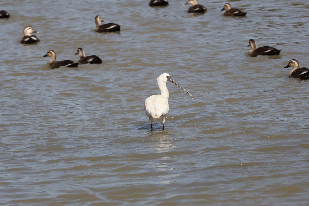 Black-faced Spoonbill - ML645940813