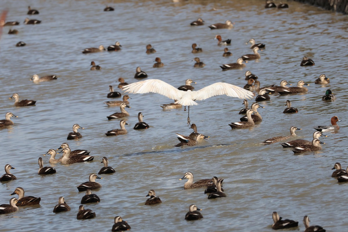 Black-faced Spoonbill - ML645940814