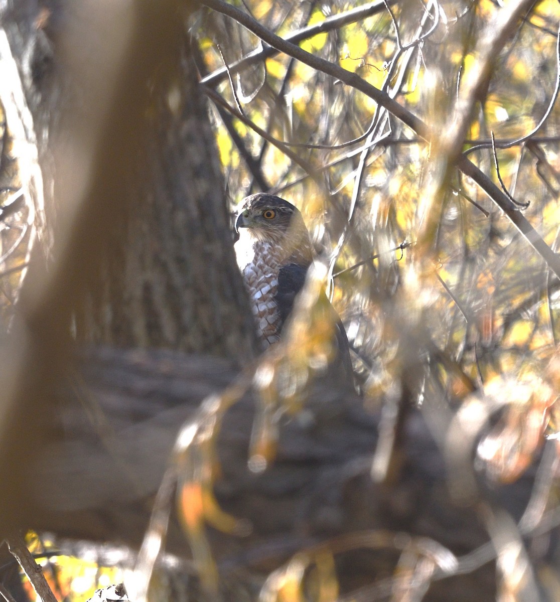 Cooper's Hawk - ML645940815