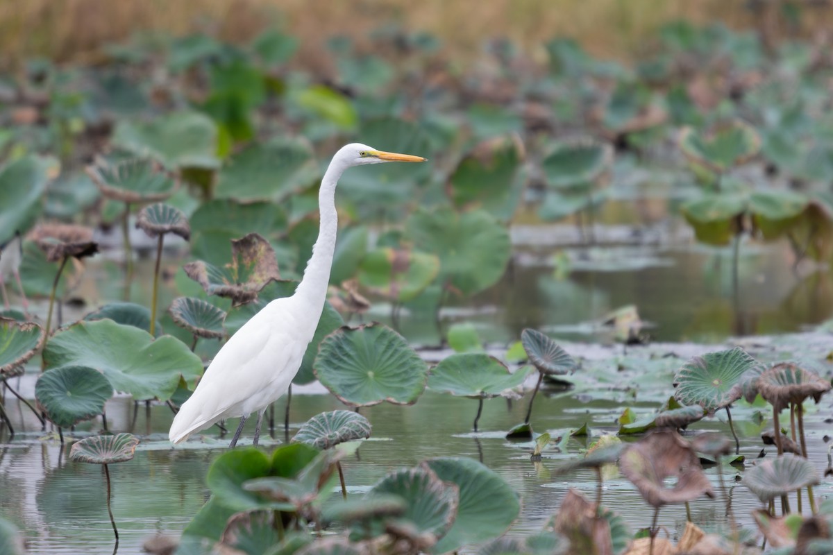 Great Egret - ML645940824