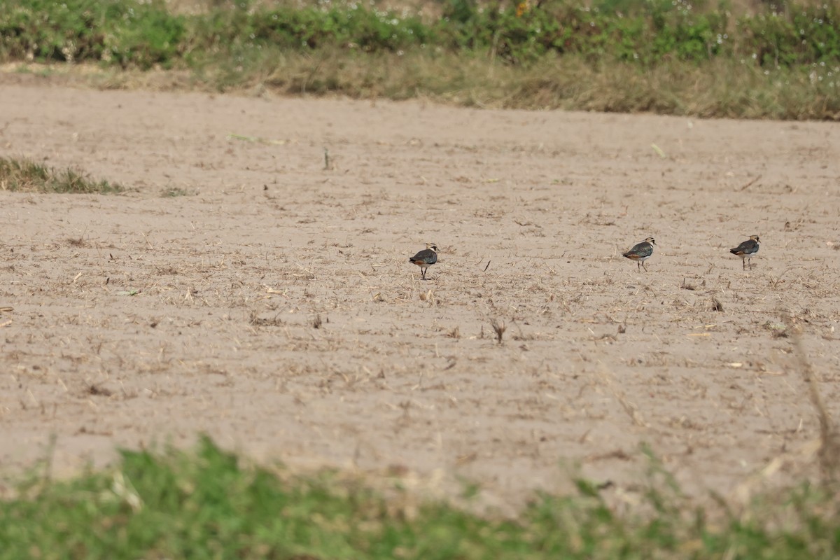 Northern Lapwing - ML645940825