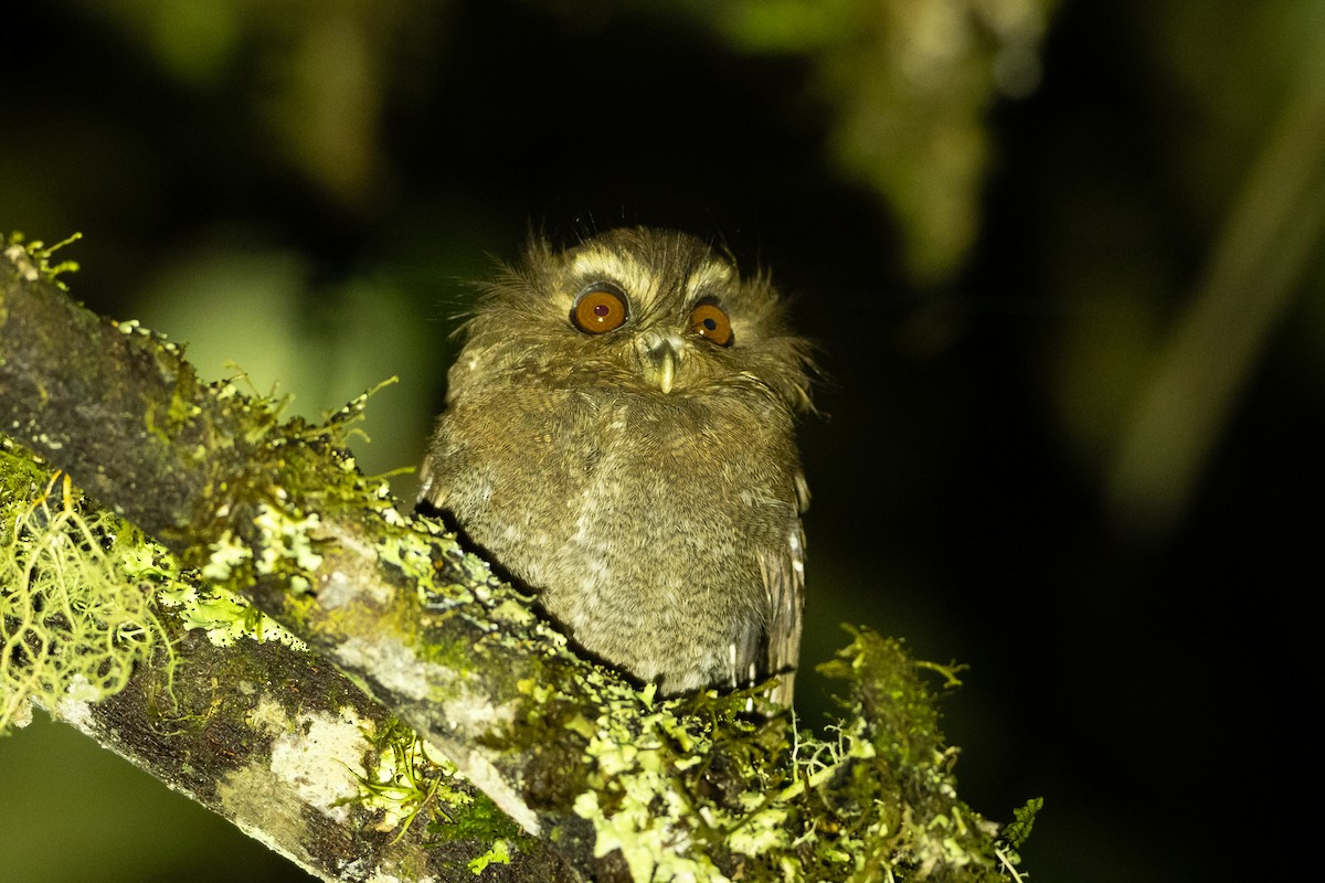 Perukauz - ML645940829