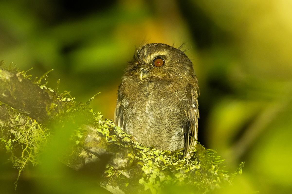 Perukauz - ML645940830