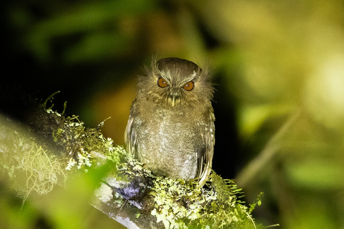 Perukauz - ML645940831