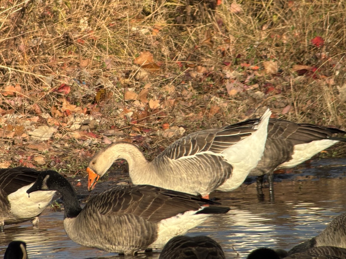 Гуска сіра (свійська) - ML645940836