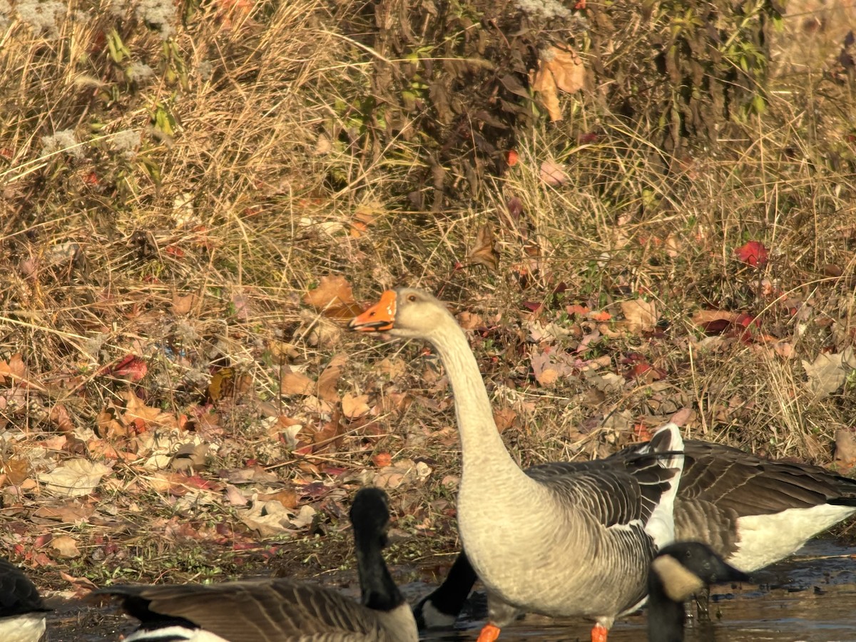 Гуска сіра (свійська) - ML645940837
