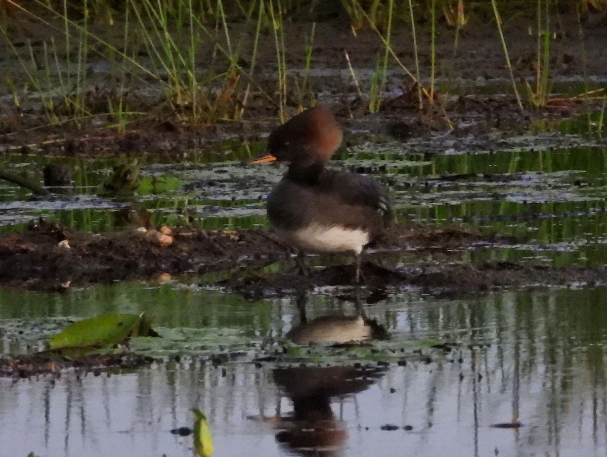 Hooded Merganser - ML645940838