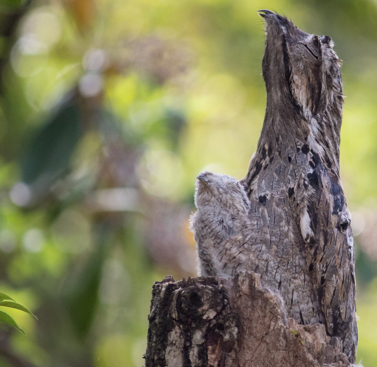 Common Potoo - ML645940846