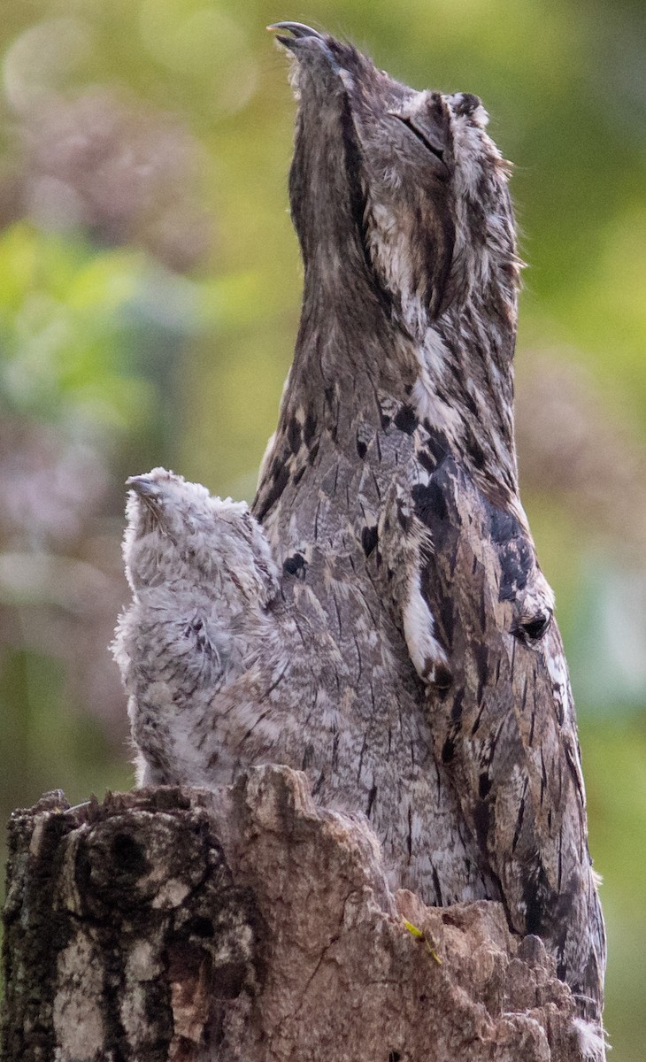 Common Potoo - ML645940847