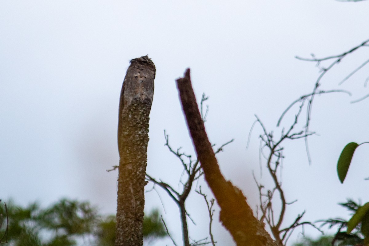 Common Potoo - ML645940849