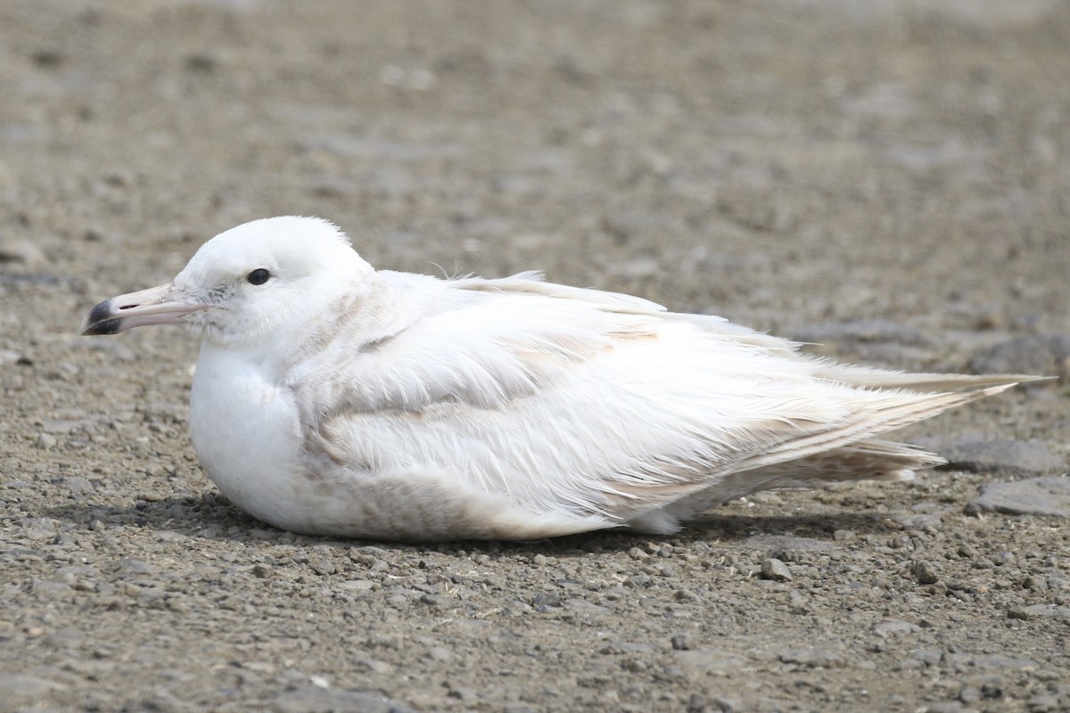 Larus sp. - ML645940852