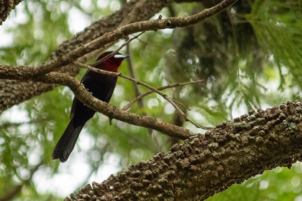 Silver-beaked Tanager - ML645940853