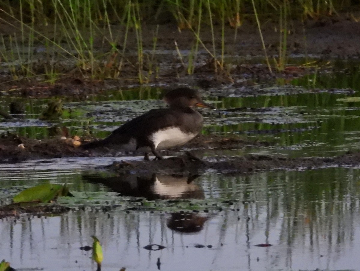 Hooded Merganser - ML645940855