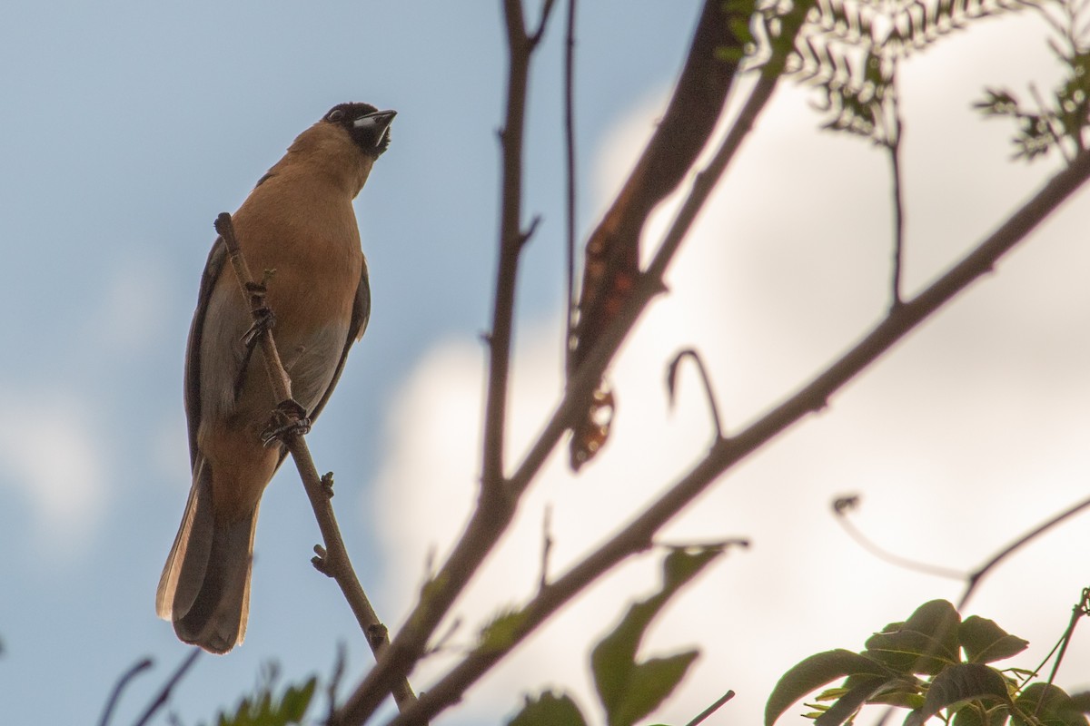 Cinnamon Tanager - ML645940857