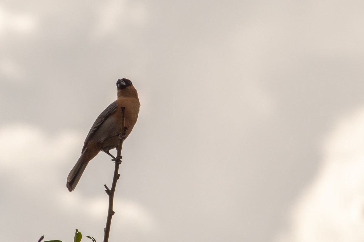 Cinnamon Tanager - ML645940858