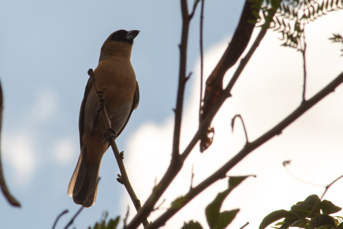Cinnamon Tanager - ML645940859