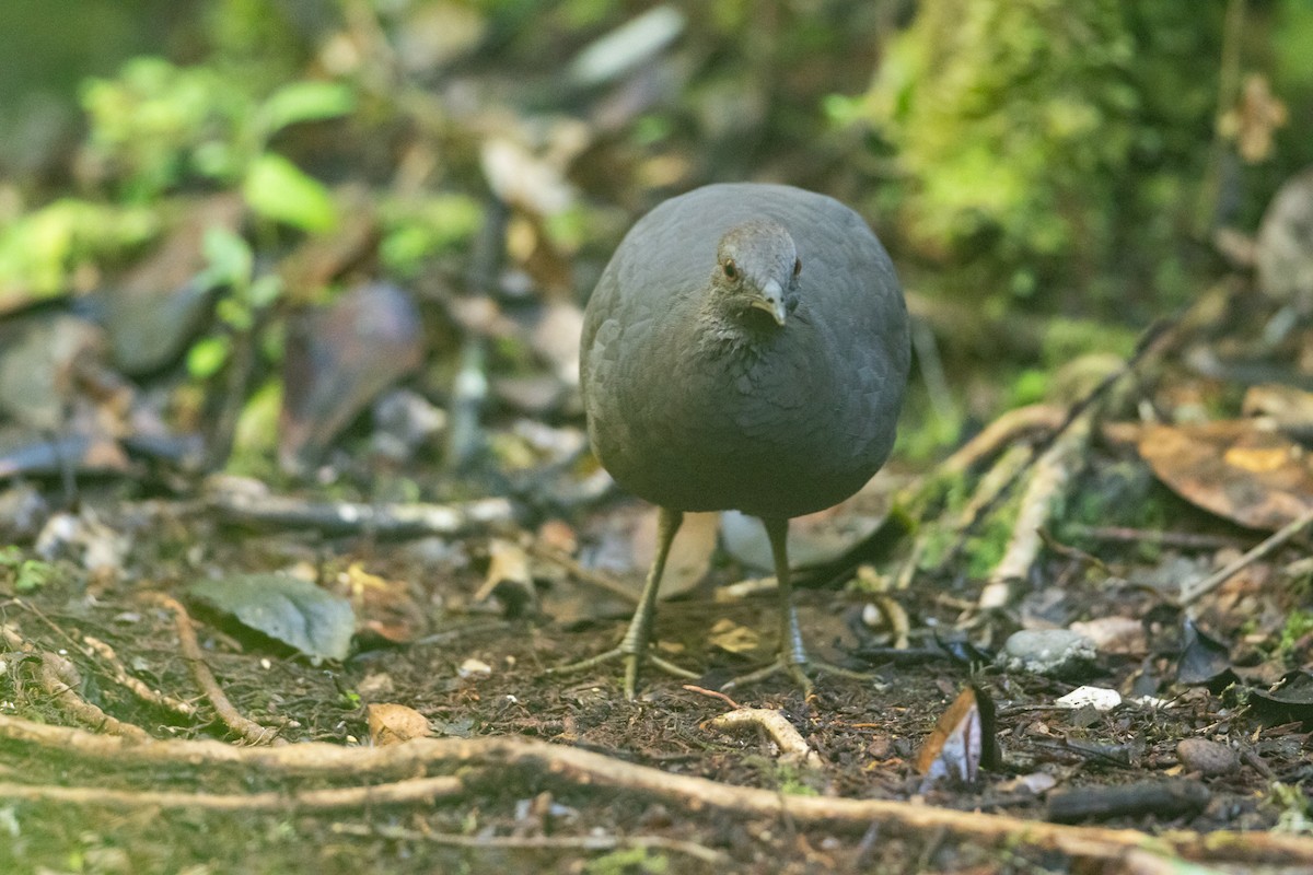 Karaca Tinamu - ML645940861