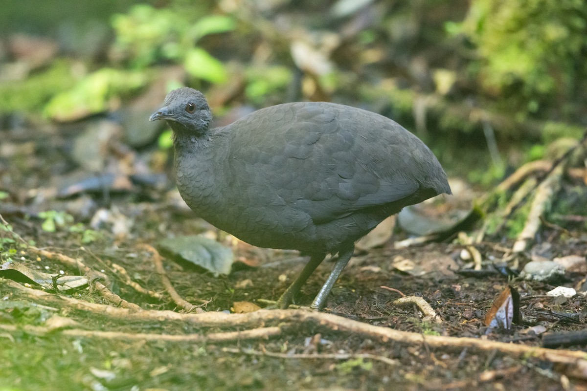 Karaca Tinamu - ML645940862