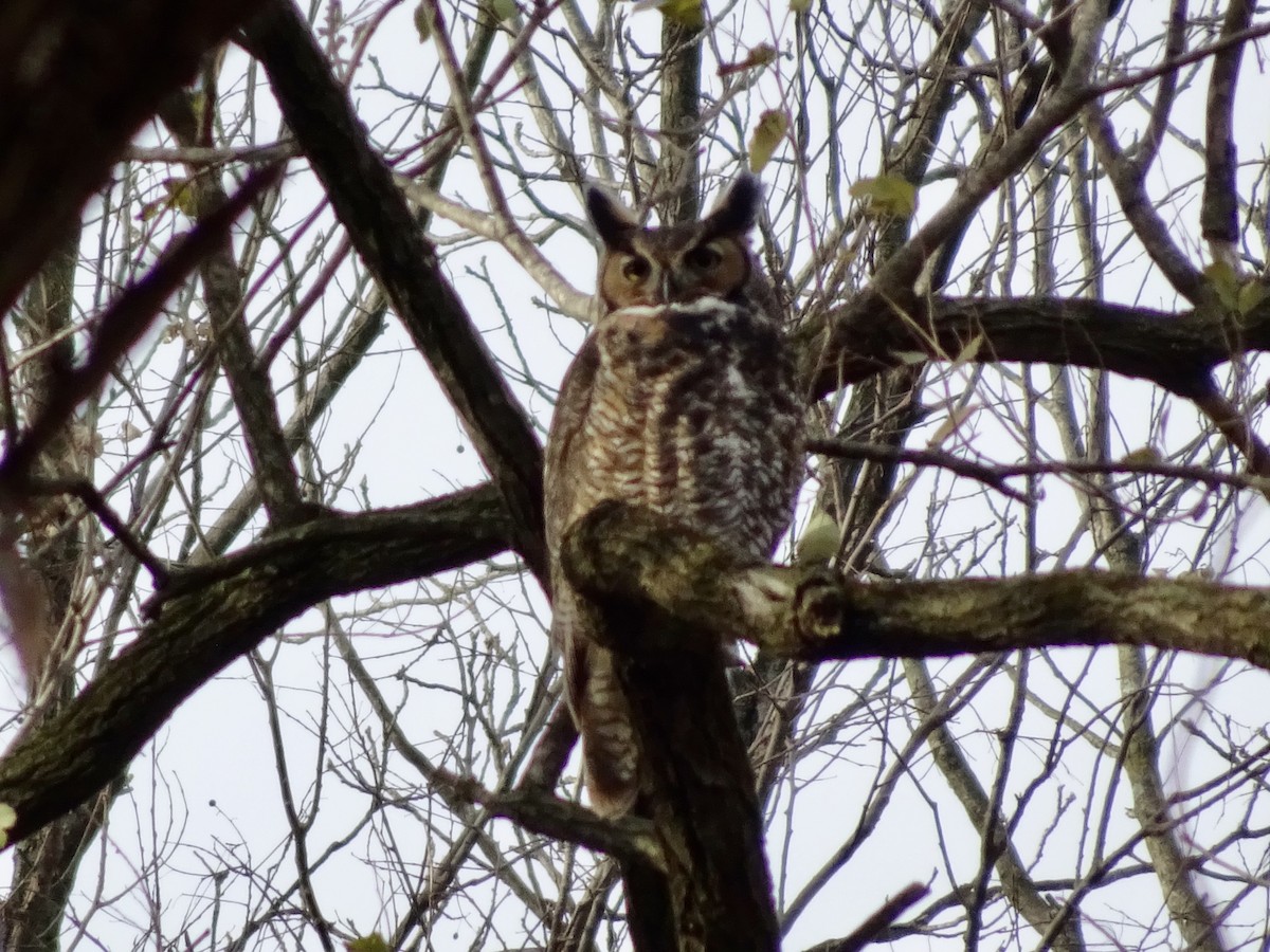 Пугач віргінський - ML645940864