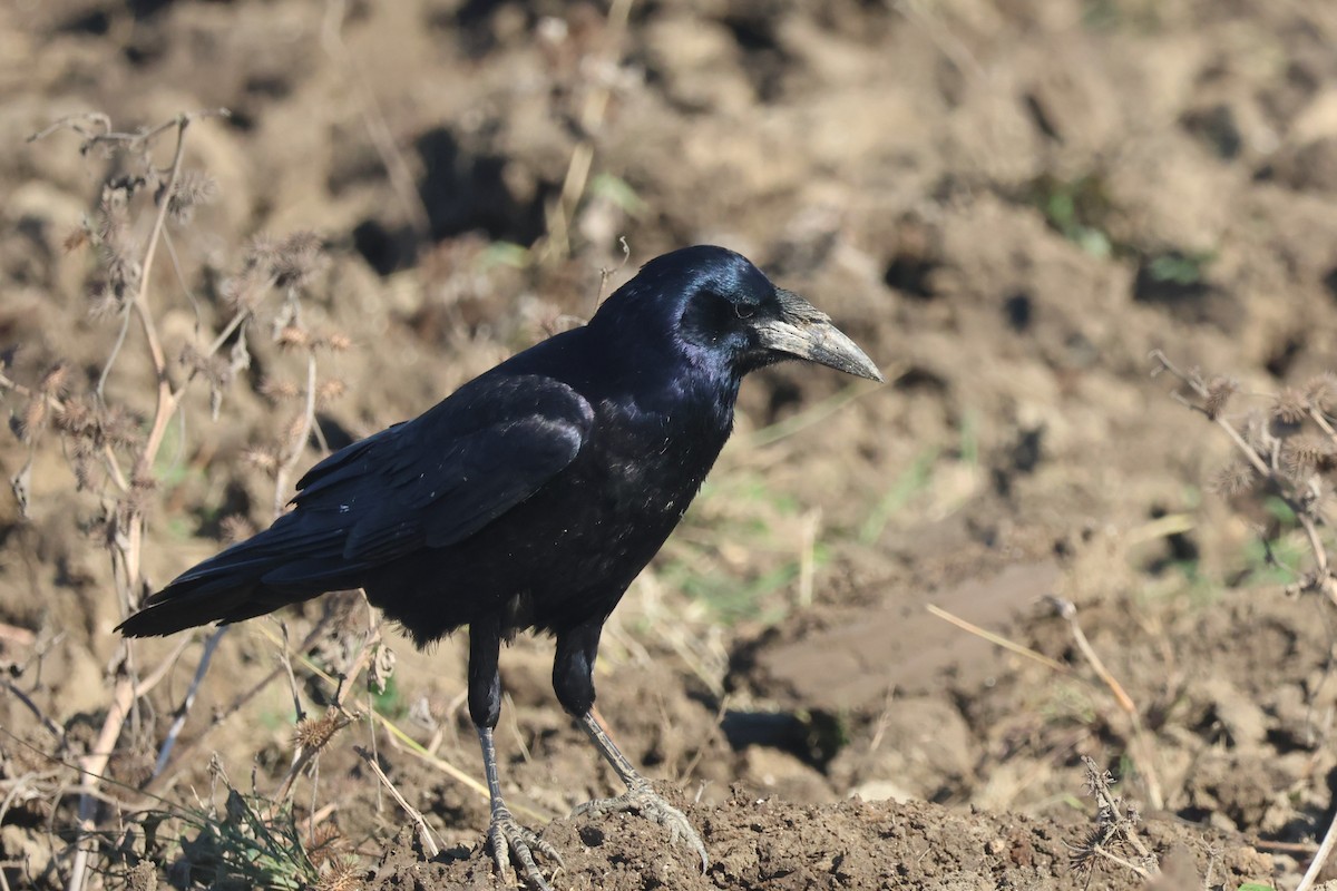禿鼻鴉 - ML645940868