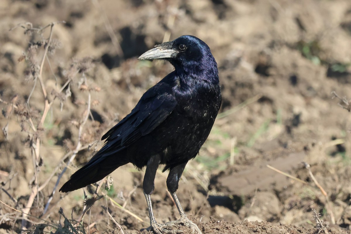 禿鼻鴉 - ML645940869