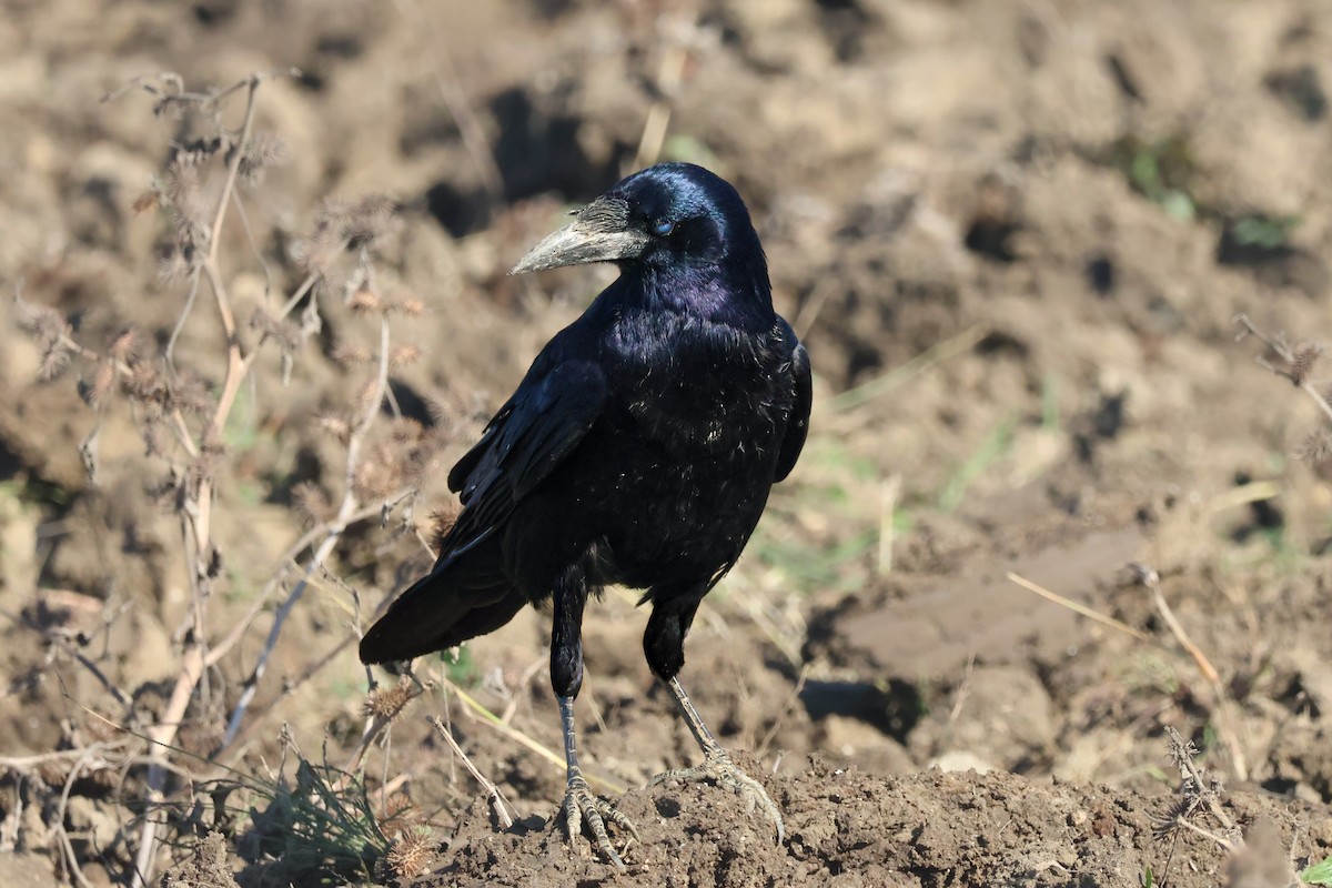 禿鼻鴉 - ML645940870