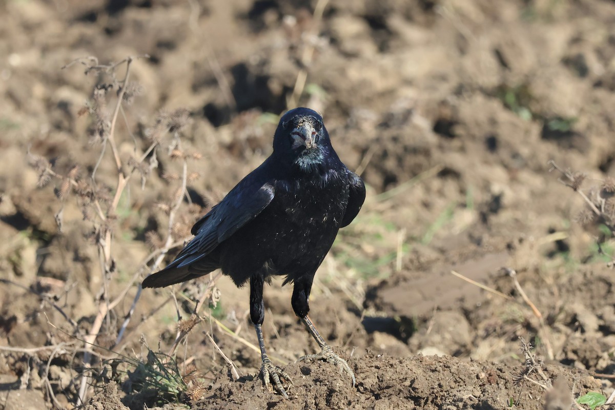 禿鼻鴉 - ML645940871