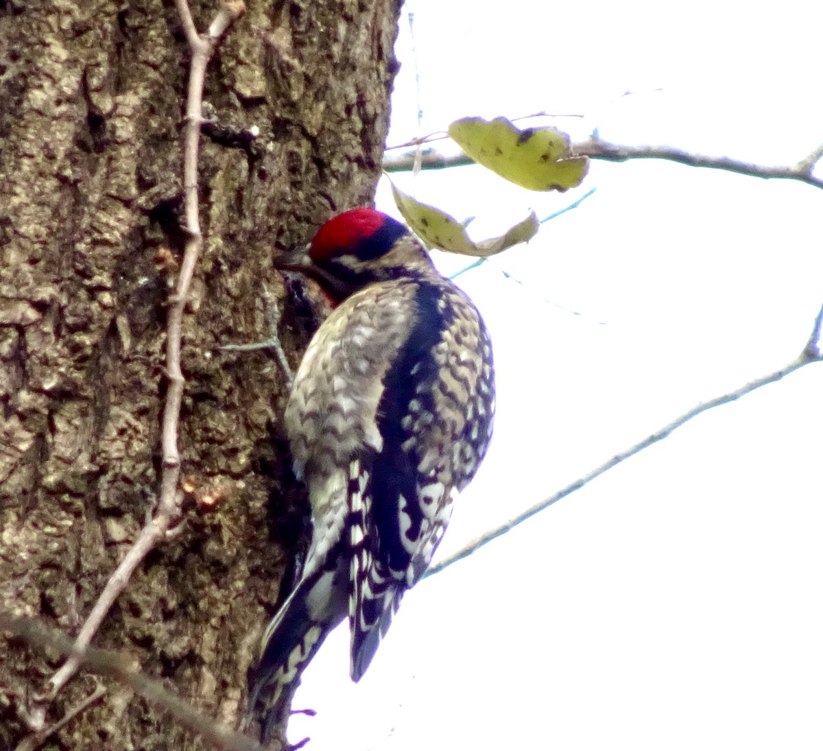 Дятел-смоктун жовточеревий - ML645940873