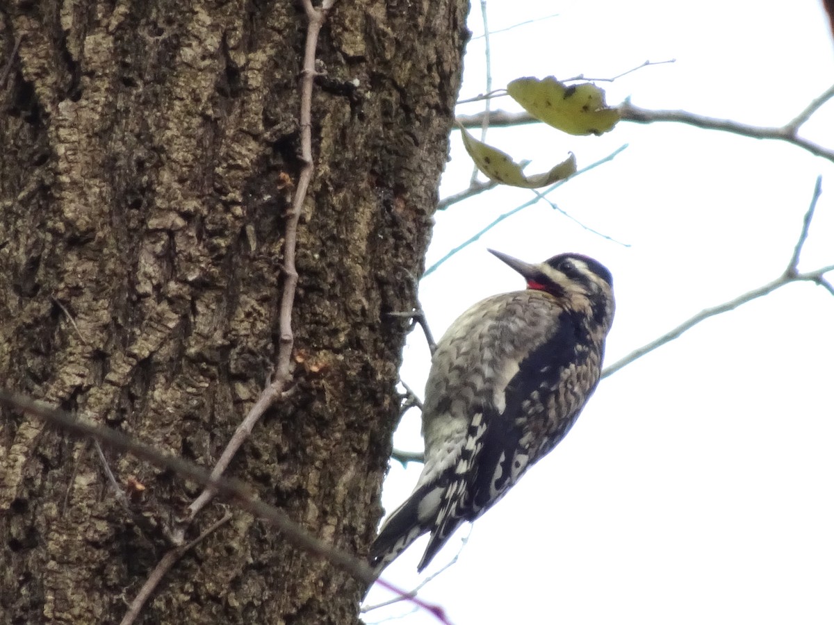 Дятел-смоктун жовточеревий - ML645940874