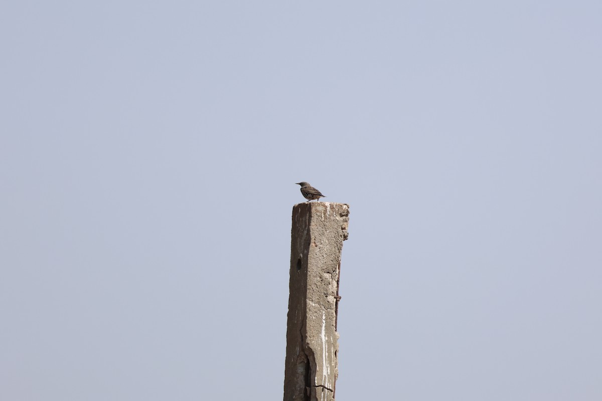 European Starling - ML645940879