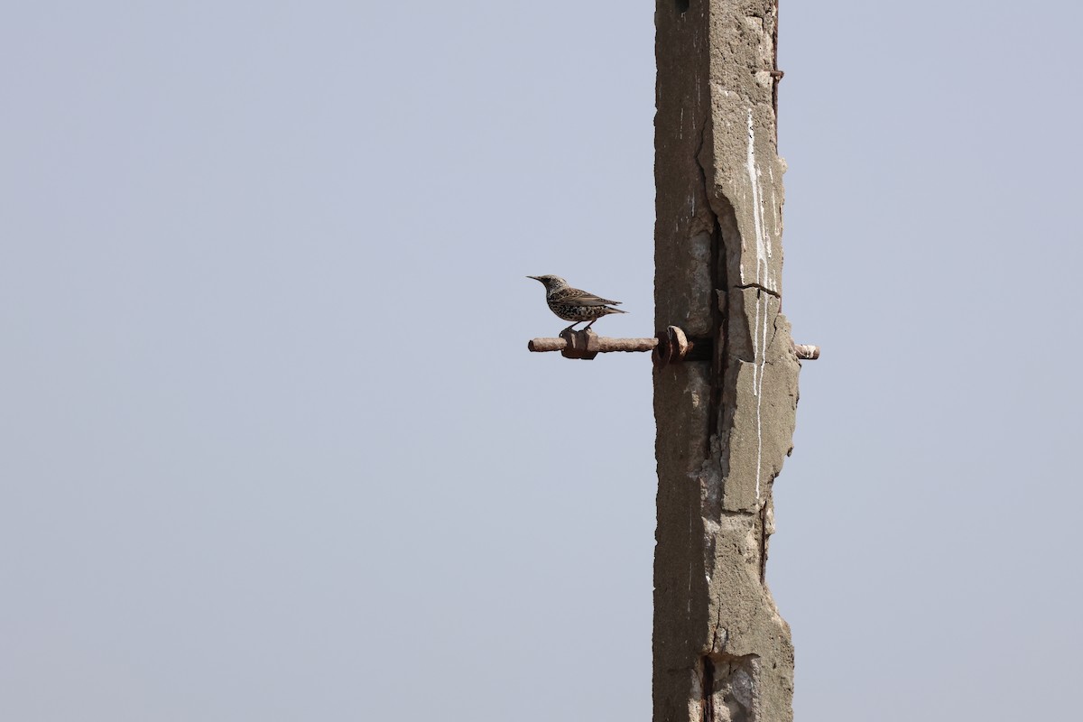 European Starling - ML645940880