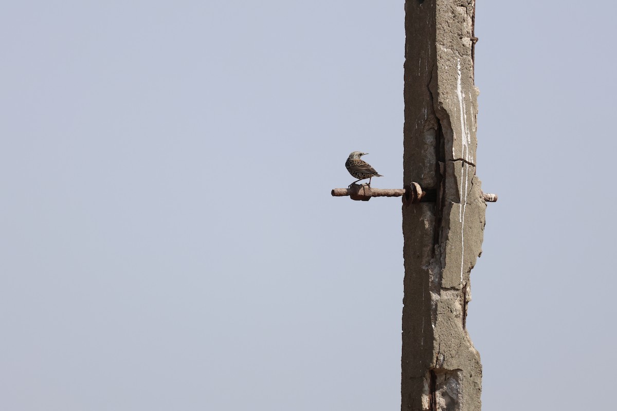 European Starling - ML645940881