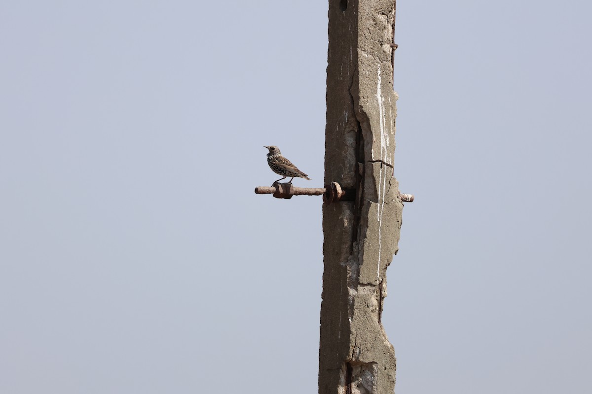 European Starling - ML645940882