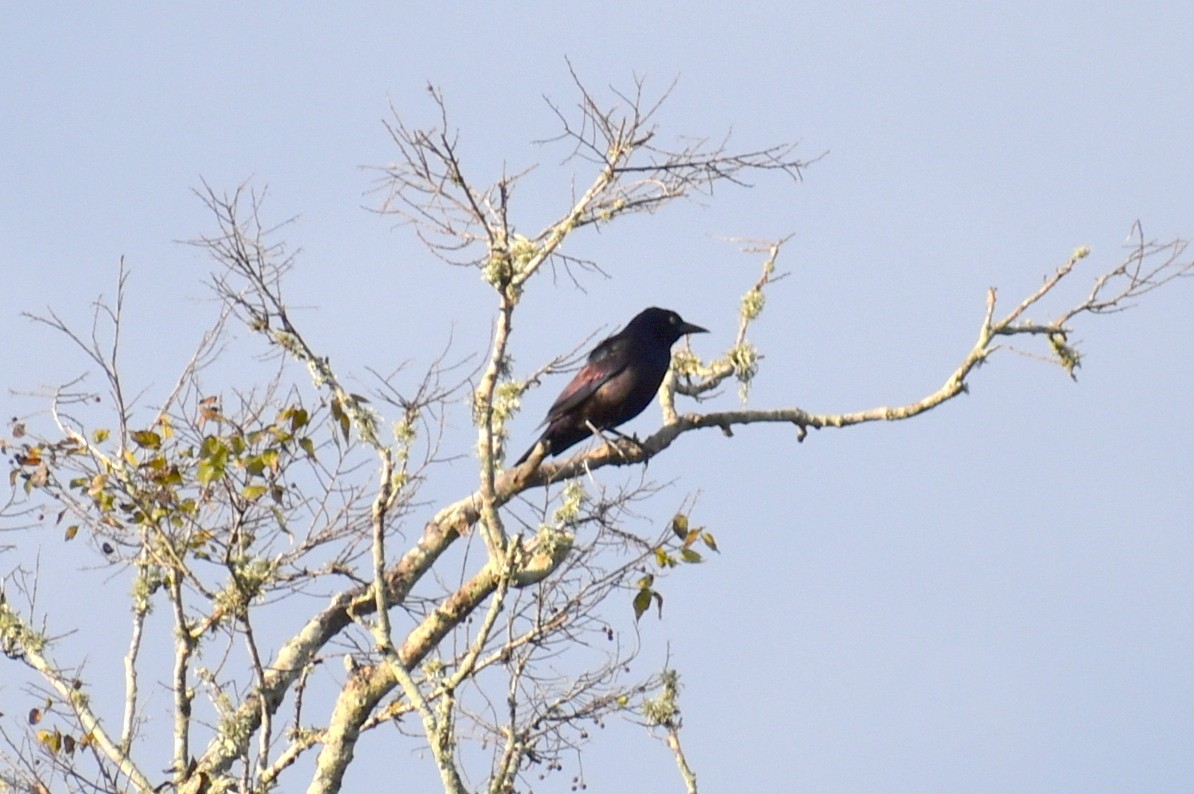 Common Grackle - ML645940889