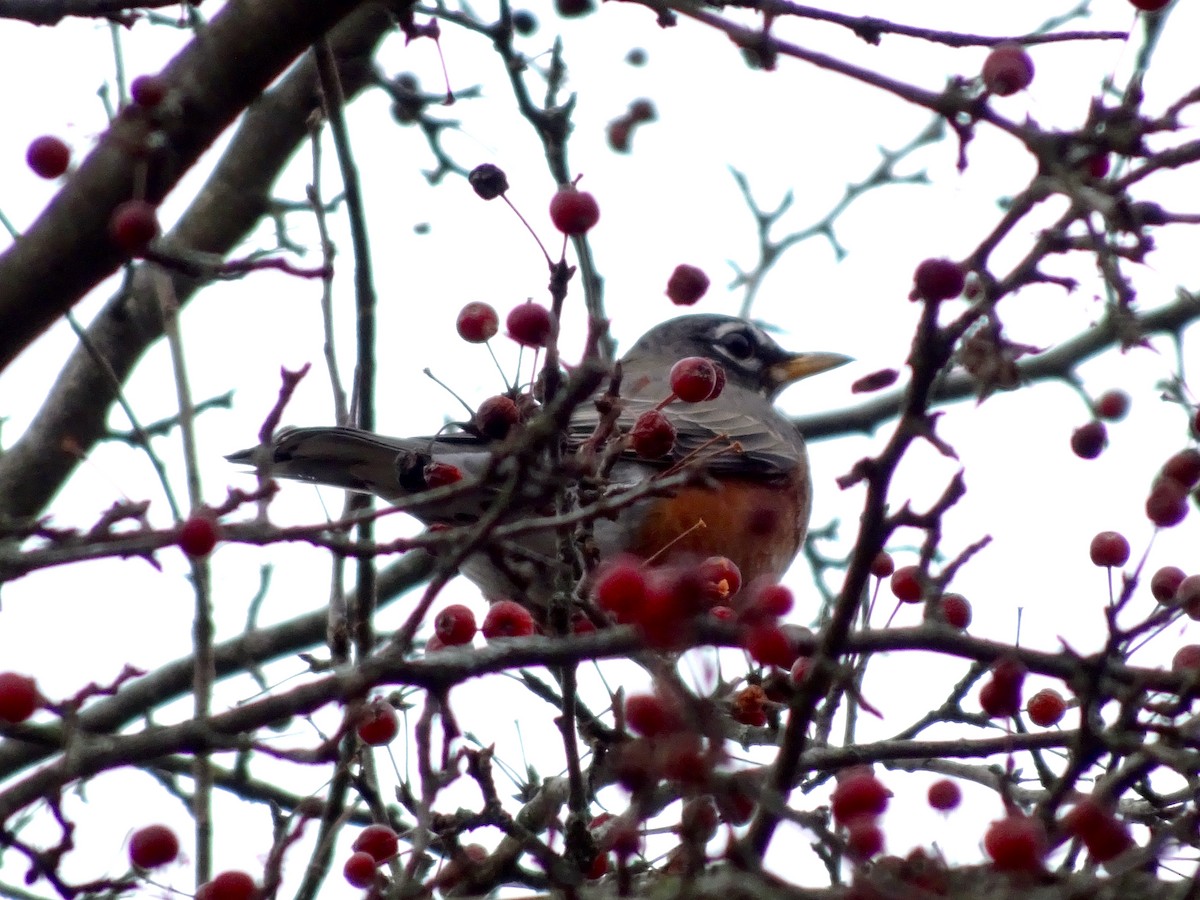 Дрізд мандрівний - ML645940890