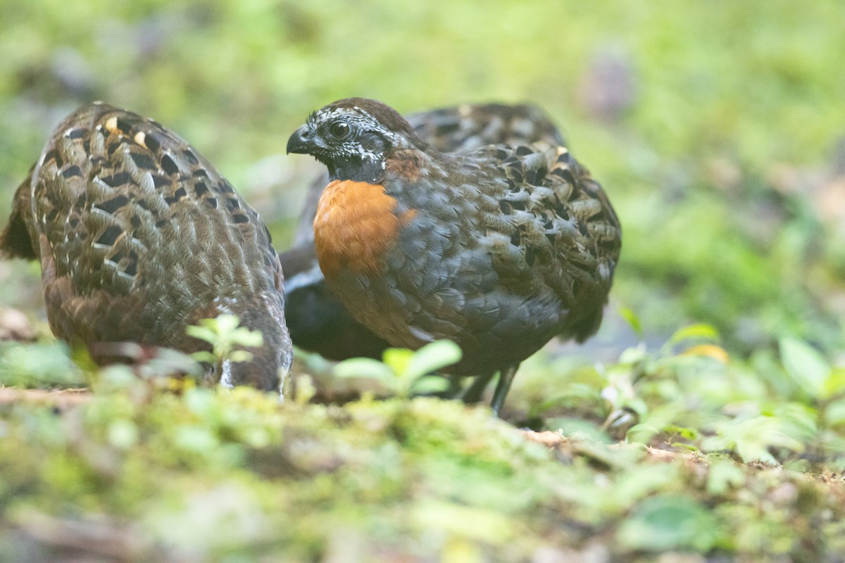 Rufous-breasted Wood-Quail - ML645940896