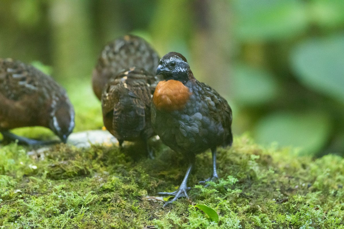 Rufous-breasted Wood-Quail - ML645940897